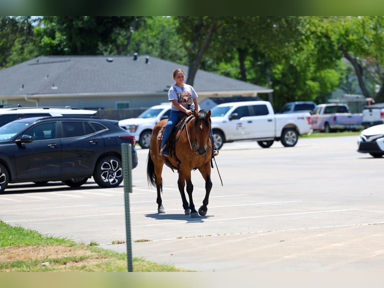 American Quarter Horse Wallach 15 Jahre Rotbrauner in Terrell