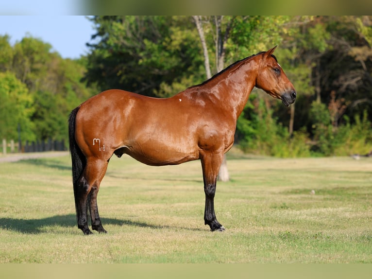 American Quarter Horse Wallach 15 Jahre Rotbrauner in Terrell