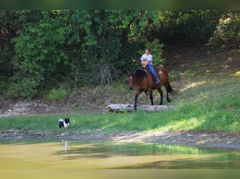 American Quarter Horse Wallach 15 Jahre Rotbrauner in Terrell