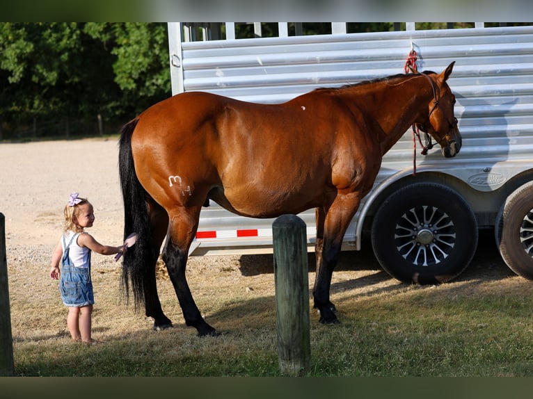 American Quarter Horse Wallach 15 Jahre Rotbrauner in Terrell