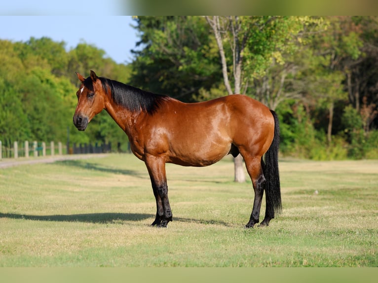 American Quarter Horse Wallach 15 Jahre Rotbrauner in Terrell