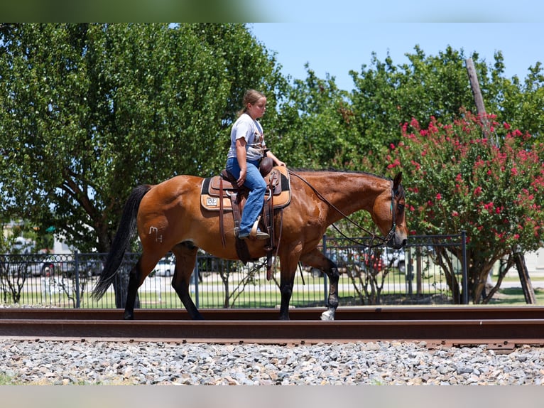 American Quarter Horse Wallach 15 Jahre Rotbrauner in Terrell