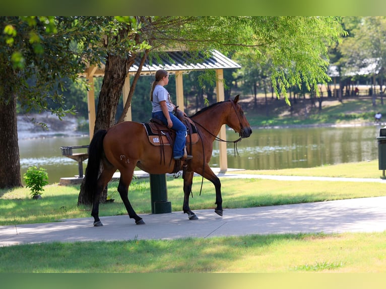 American Quarter Horse Wallach 15 Jahre Rotbrauner in Terrell