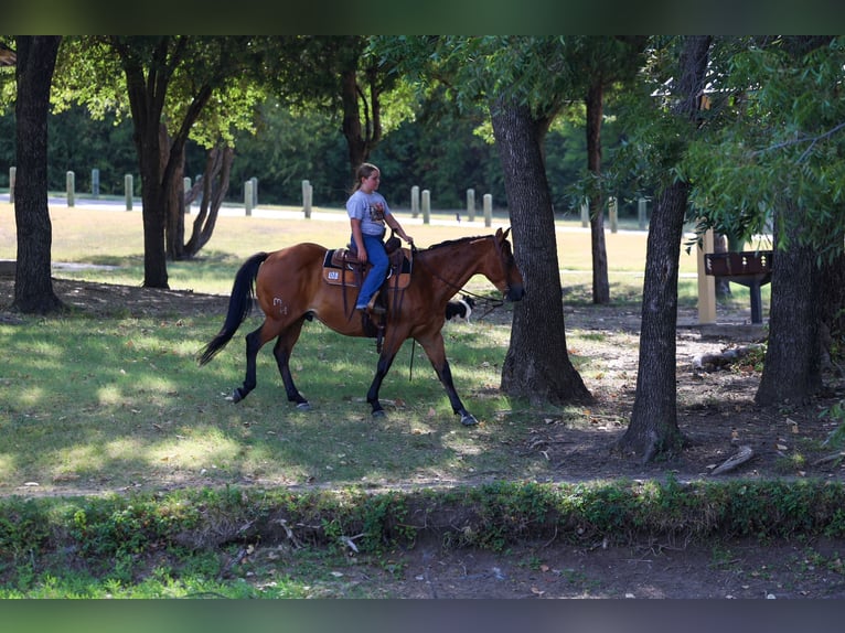 American Quarter Horse Wallach 15 Jahre Rotbrauner in Terrell