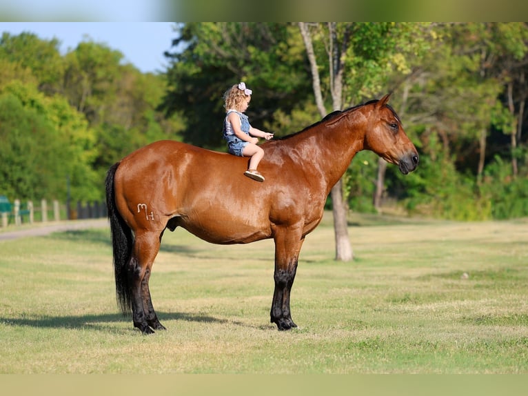 American Quarter Horse Wallach 15 Jahre Rotbrauner in Terrell