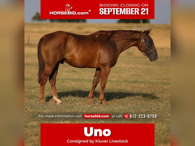 American Quarter Horse Wallach 15 Jahre Rotfuchs in Ripley