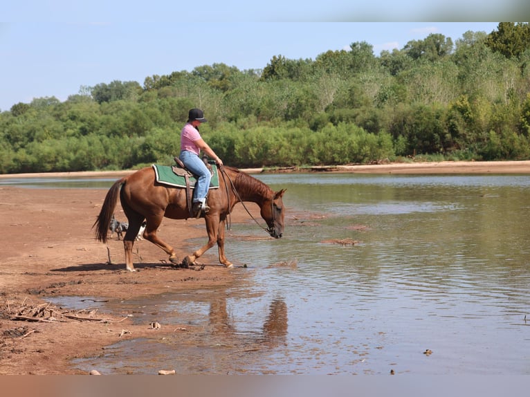 American Quarter Horse Wallach 15 Jahre Rotfuchs in Ripley