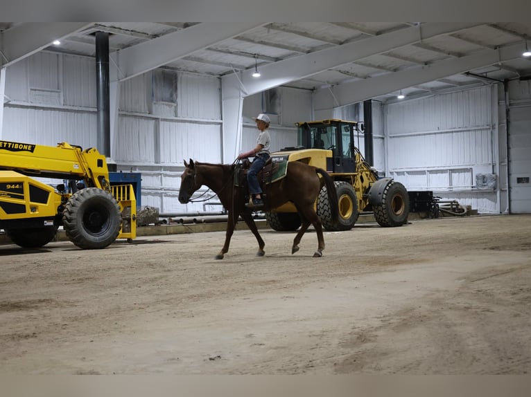 American Quarter Horse Wallach 15 Jahre Rotfuchs in Ripley
