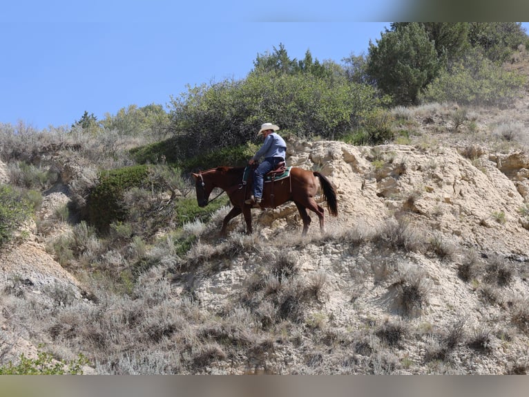American Quarter Horse Wallach 15 Jahre Rotfuchs in Ripley
