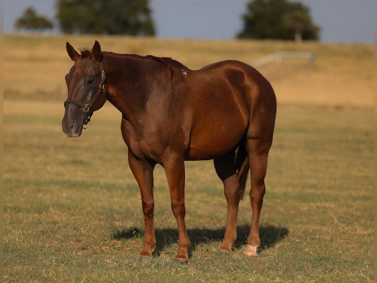 American Quarter Horse Wallach 15 Jahre Rotfuchs in Ripley
