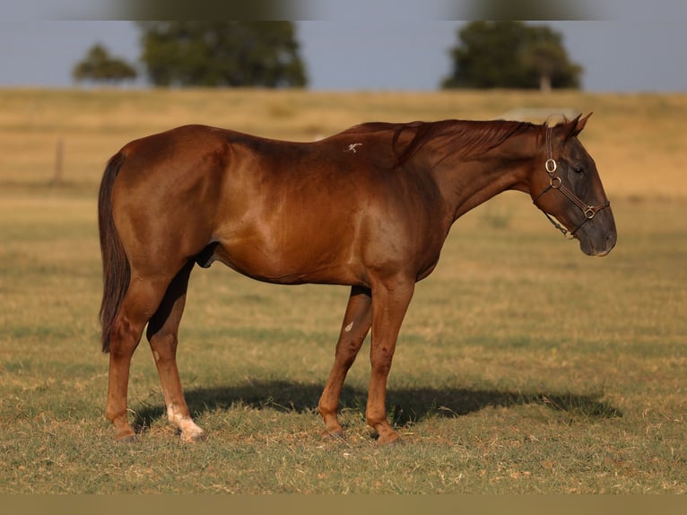 American Quarter Horse Wallach 15 Jahre Rotfuchs in Ripley