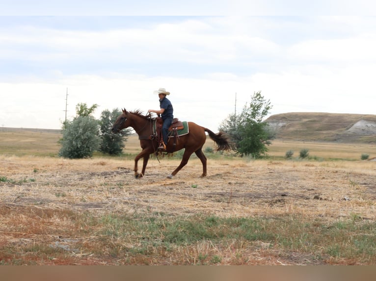 American Quarter Horse Wallach 15 Jahre Rotfuchs in Ripley