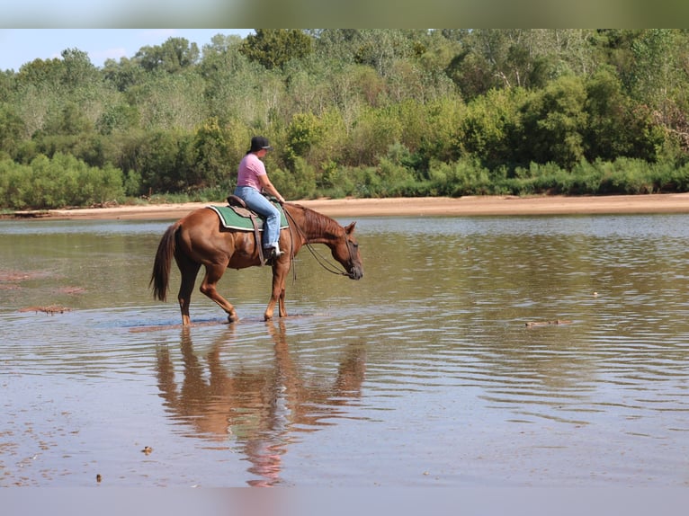 American Quarter Horse Wallach 15 Jahre Rotfuchs in Ripley