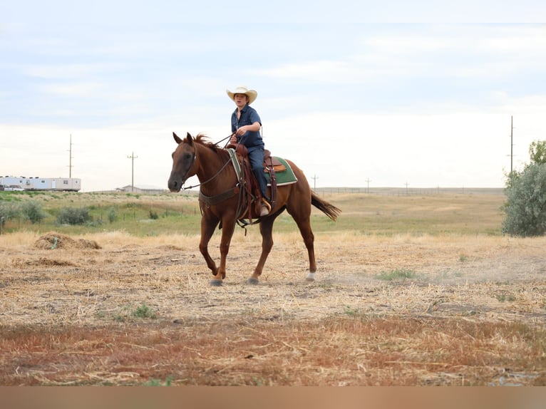 American Quarter Horse Wallach 15 Jahre Rotfuchs in Ripley