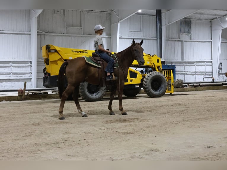 American Quarter Horse Wallach 15 Jahre Rotfuchs in Ripley