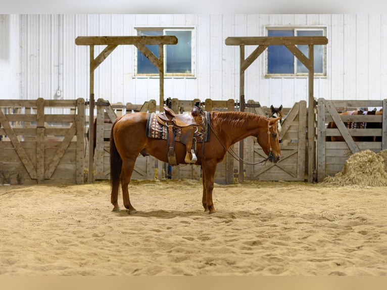 American Quarter Horse Wallach 15 Jahre Rotfuchs in Cannon Falls