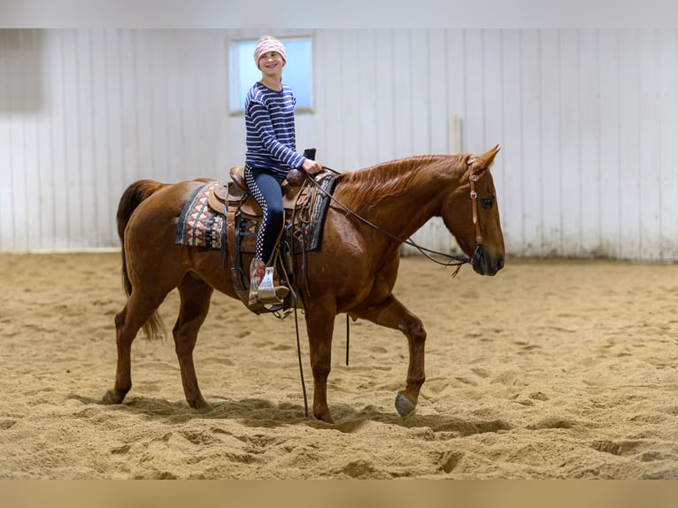 American Quarter Horse Wallach 15 Jahre Rotfuchs in Cannon Falls