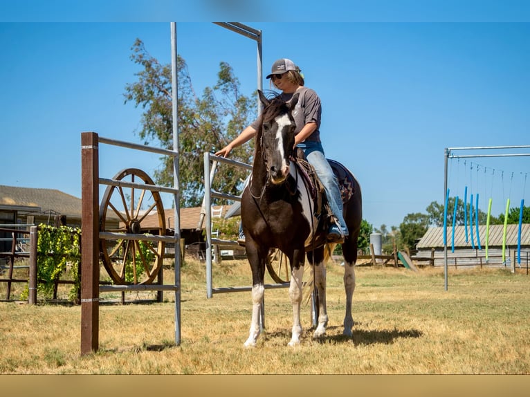 American Quarter Horse Wallach 15 Jahre Tobiano-alle-Farben in Lodi CA
