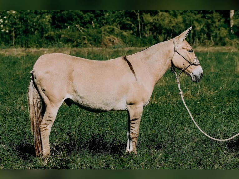 American Quarter Horse Wallach 16 Jahre 132 cm Palomino in Flemingsburg kY