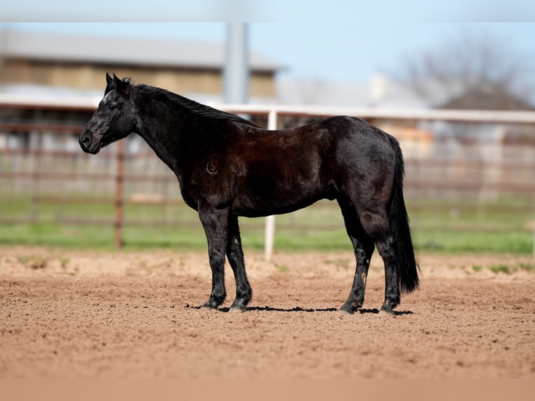 American Quarter Horse Wallach 16 Jahre 140 cm Rappe in Weatherford