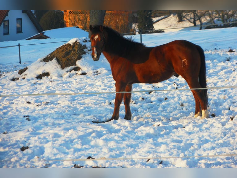 American Quarter Horse Wallach 16 Jahre 145 cm Brauner in Ardagger
