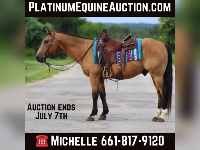 American Quarter Horse Wallach 16 Jahre 145 cm Buckskin in Stephenville TX