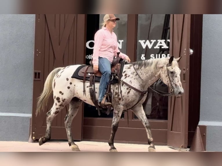 American Quarter Horse Wallach 16 Jahre 145 cm Rotbrauner in Weatherford TX