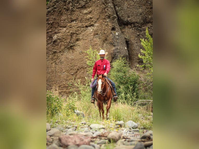 American Quarter Horse Wallach 16 Jahre 145 cm Rotfuchs in Cody