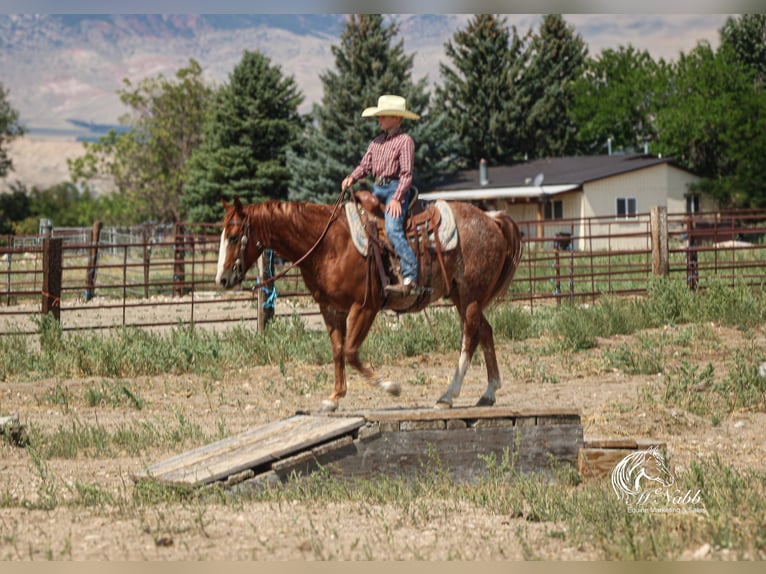 American Quarter Horse Wallach 16 Jahre 145 cm Rotfuchs in Cody