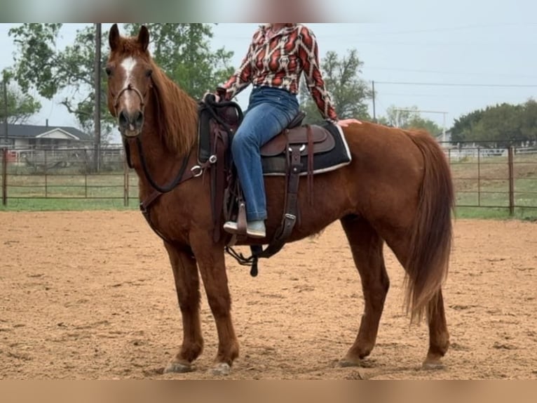 American Quarter Horse Wallach 16 Jahre 145 cm Rotfuchs in Weatherford TX