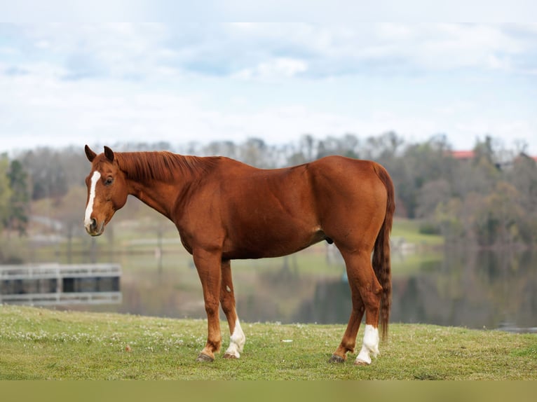 American Quarter Horse Wallach 16 Jahre 147 cm Rotfuchs in Quitman