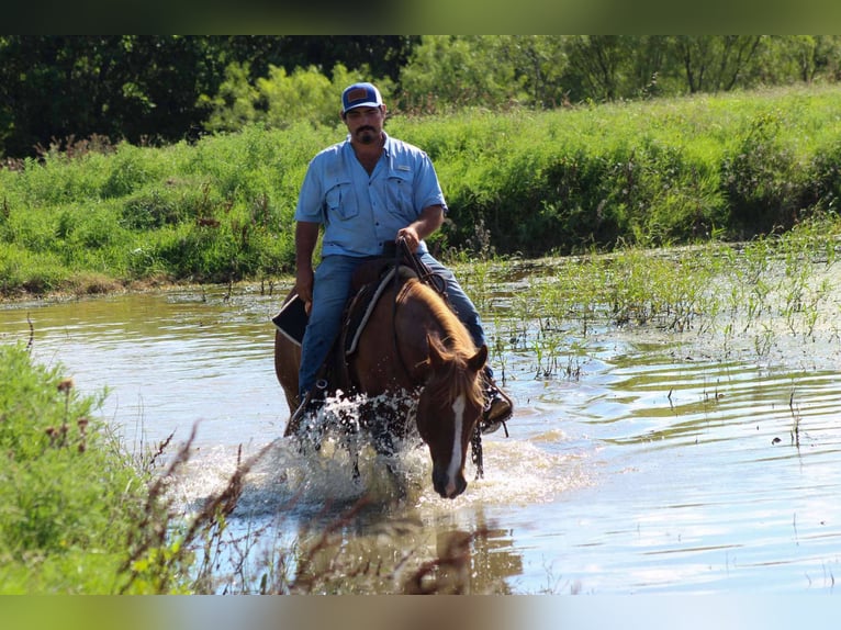 American Quarter Horse Wallach 16 Jahre 147 cm Rotfuchs in Stephenville TX
