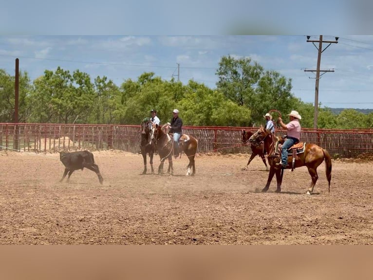 American Quarter Horse Wallach 16 Jahre 147 cm Rotfuchs in Stephenville TX