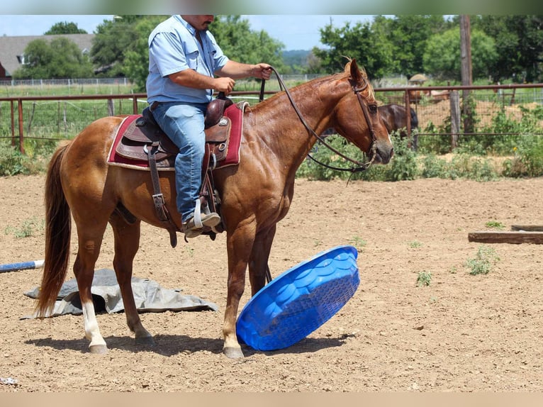 American Quarter Horse Wallach 16 Jahre 147 cm Rotfuchs in Stephenville TX
