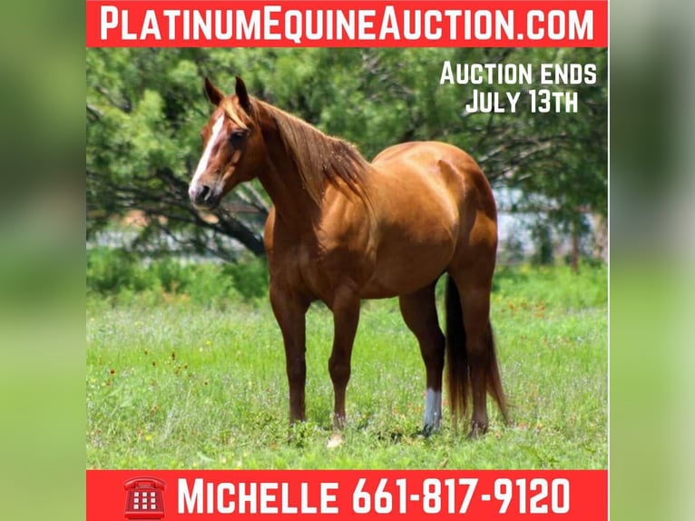 American Quarter Horse Wallach 16 Jahre 147 cm Rotfuchs in Stephenville TX