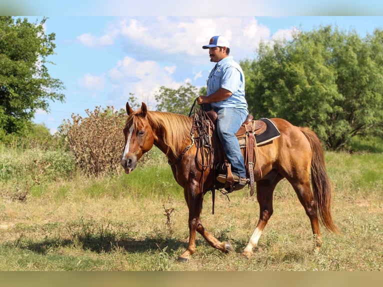 American Quarter Horse Wallach 16 Jahre 147 cm Rotfuchs in Stephenville TX