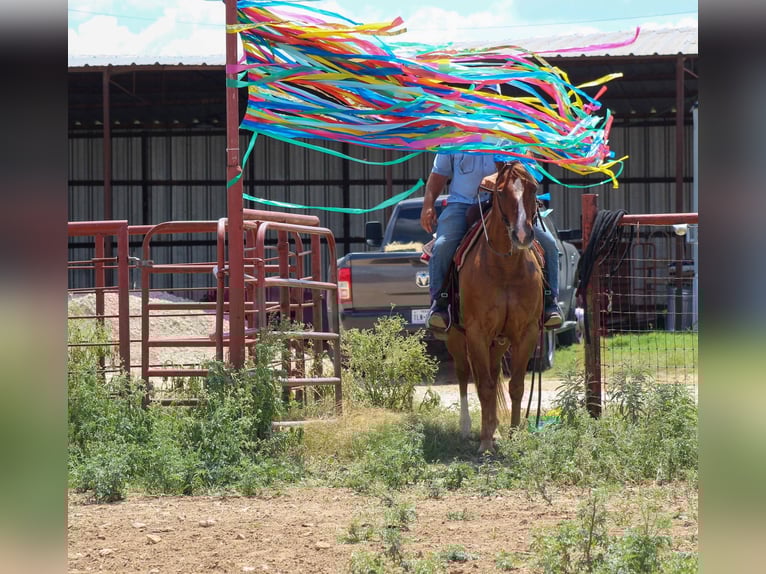 American Quarter Horse Wallach 16 Jahre 147 cm Rotfuchs in Stephenville TX