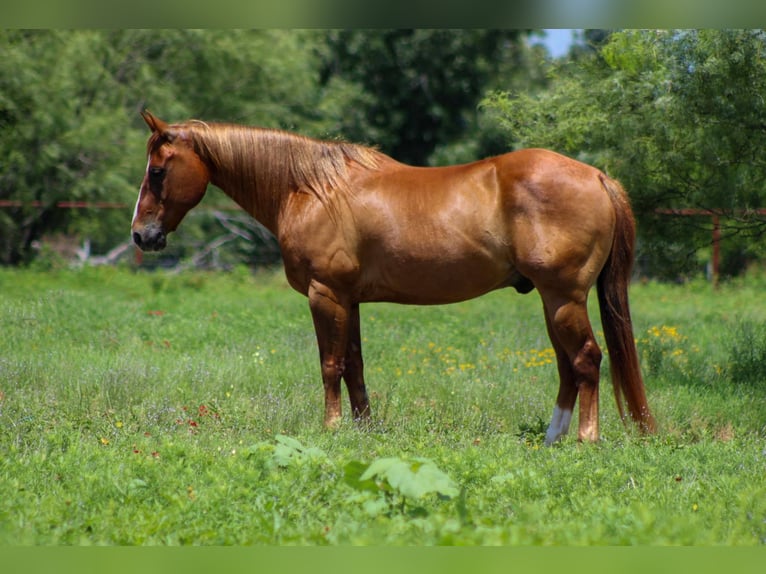 American Quarter Horse Wallach 16 Jahre 147 cm Rotfuchs in Stephenville TX