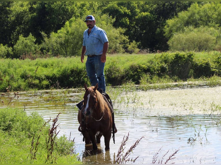 American Quarter Horse Wallach 16 Jahre 147 cm Rotfuchs in Stephenville TX