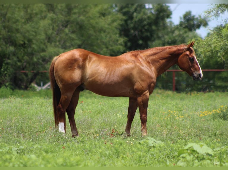 American Quarter Horse Wallach 16 Jahre 147 cm Rotfuchs in Stephenville TX