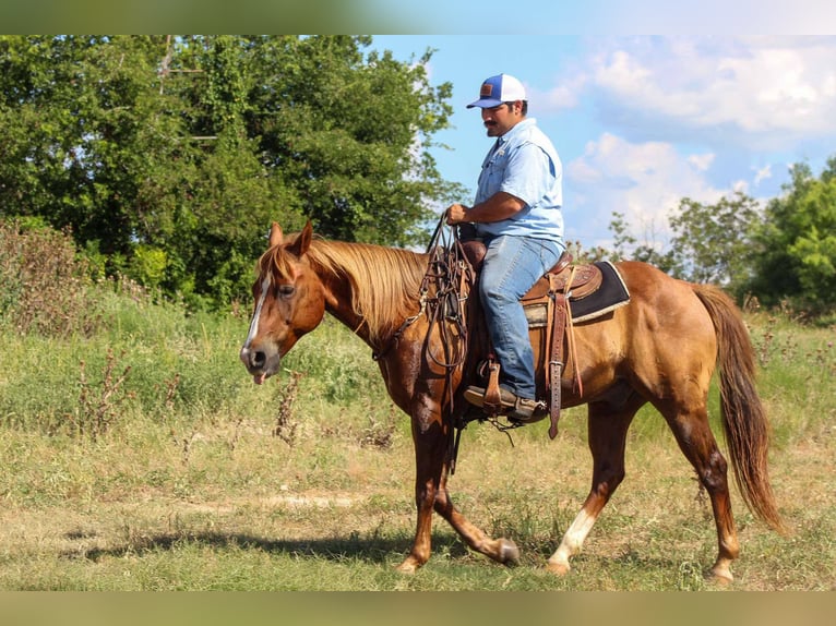 American Quarter Horse Wallach 16 Jahre 147 cm Rotfuchs in Stephenville TX