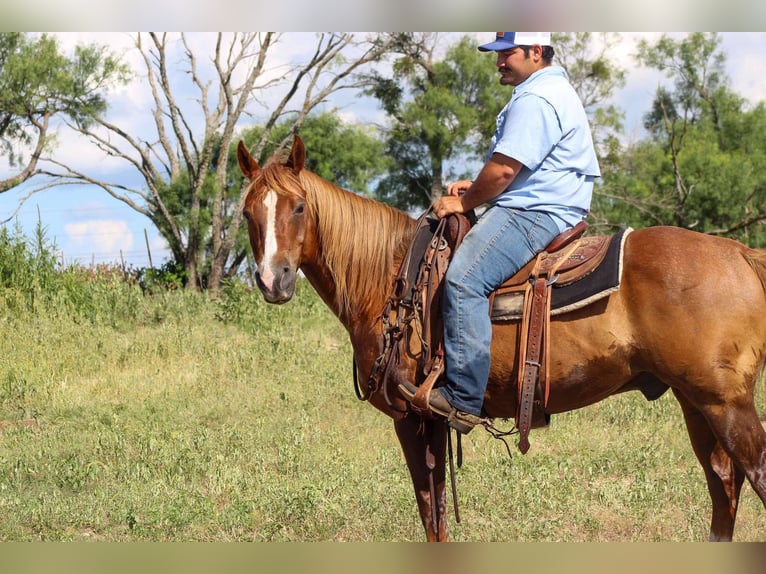 American Quarter Horse Wallach 16 Jahre 147 cm Rotfuchs in Stephenville TX