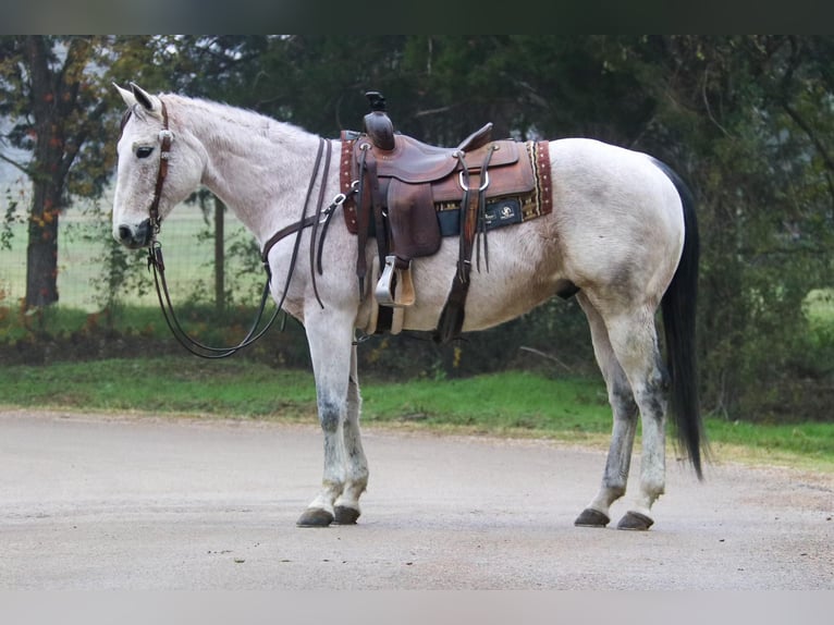 American Quarter Horse Wallach 16 Jahre 147 cm Schimmel in Cushing OK