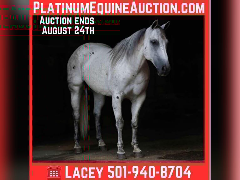 American Quarter Horse Wallach 16 Jahre 147 cm Schimmel in Quitman AR