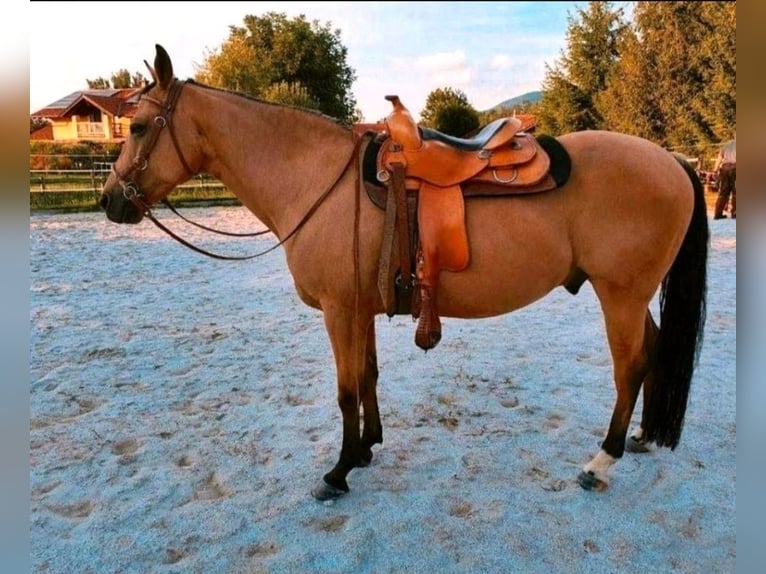 American Quarter Horse Wallach 16 Jahre 150 cm Buckskin in Freilassing