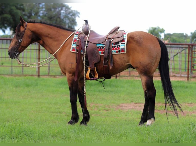 American Quarter Horse Wallach 16 Jahre 150 cm Buckskin in LIpan TX
