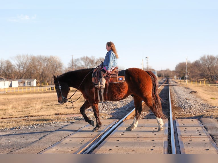American Quarter Horse Wallach 16 Jahre 150 cm Rotbrauner in Forney