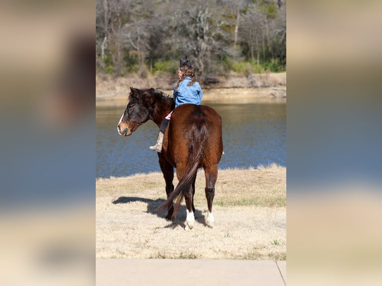 American Quarter Horse Wallach 16 Jahre 150 cm Rotbrauner in Forney