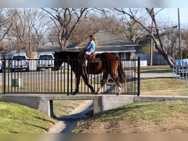 American Quarter Horse Wallach 16 Jahre 150 cm Rotbrauner in Forney
