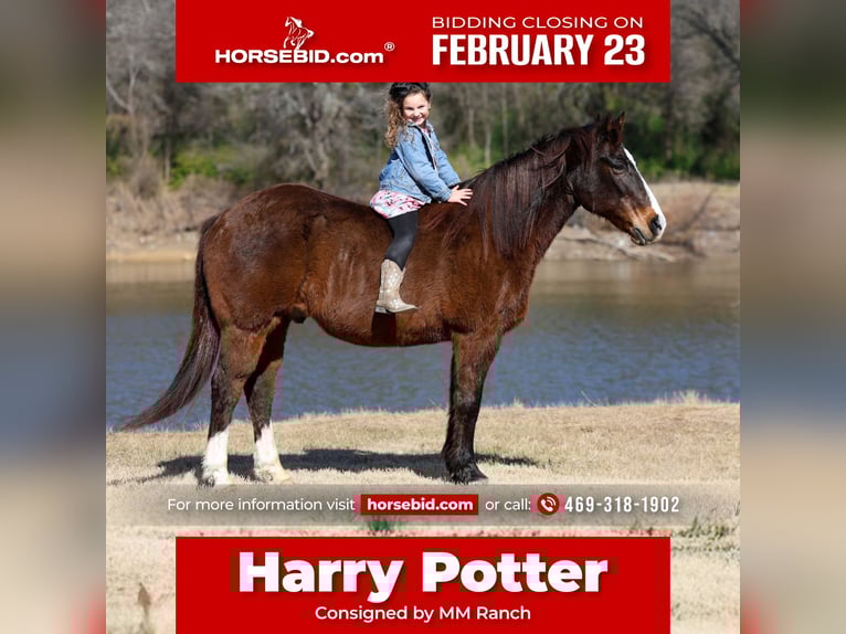 American Quarter Horse Wallach 16 Jahre 150 cm Rotbrauner in Forney